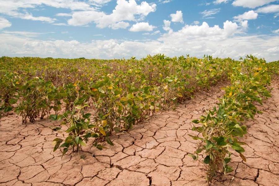Agriculture