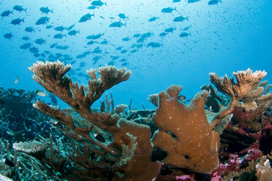 Marine Ecosystems