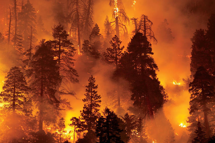 Wildfire