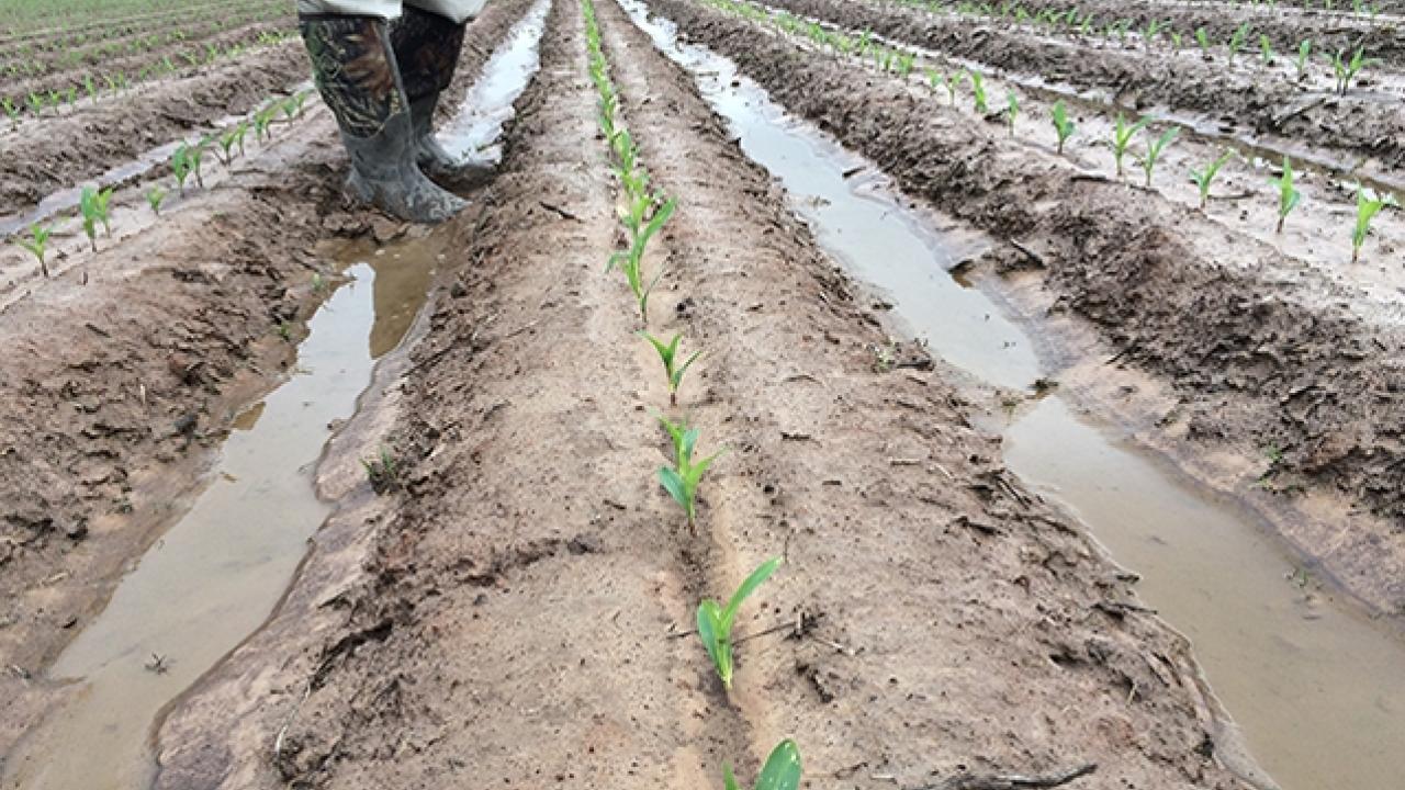 Water stands between the raised beds of corn verification plot.