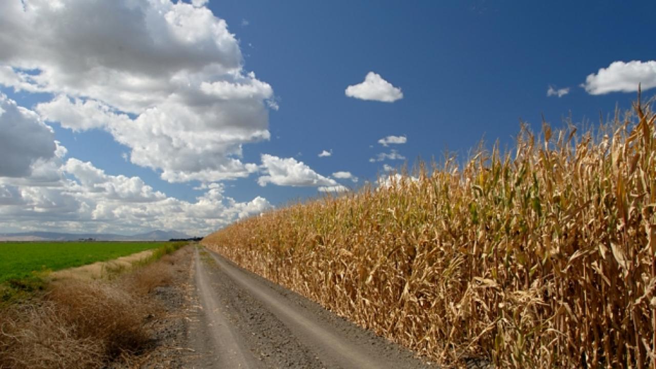 Crops for bioenergy