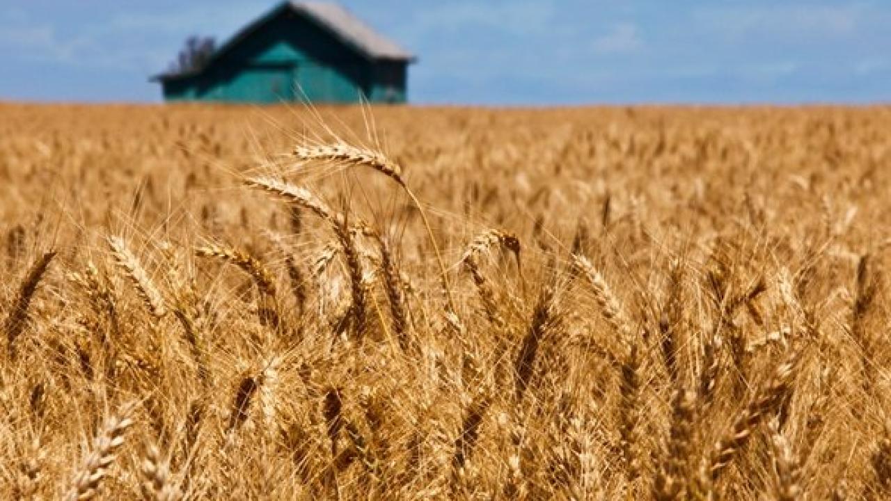 Wheat fields